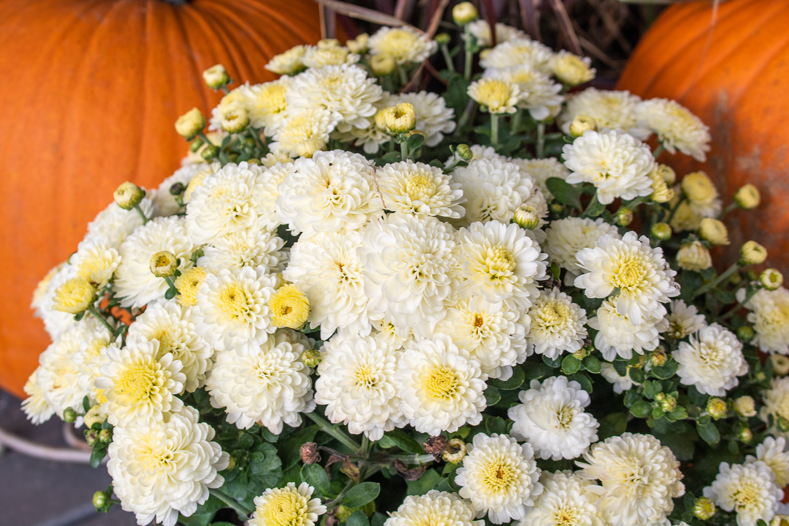 Salute to Heroes 2021 flowers